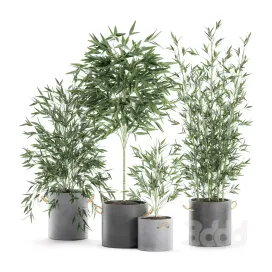 A collection of small lush bamboo bushes Set